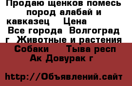 Продаю щенков помесь пород алабай и кавказец. › Цена ­ 1 500 - Все города, Волгоград г. Животные и растения » Собаки   . Тыва респ.,Ак-Довурак г.